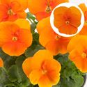 Afbeelding van Viola P9 kleinbloemig Deep Orange